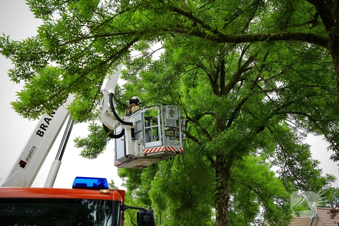 Brandweer verwijdert loshangende tak van boom