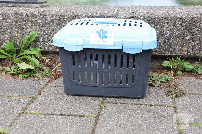 Brandweer haalt zwaantjes uit kanaal