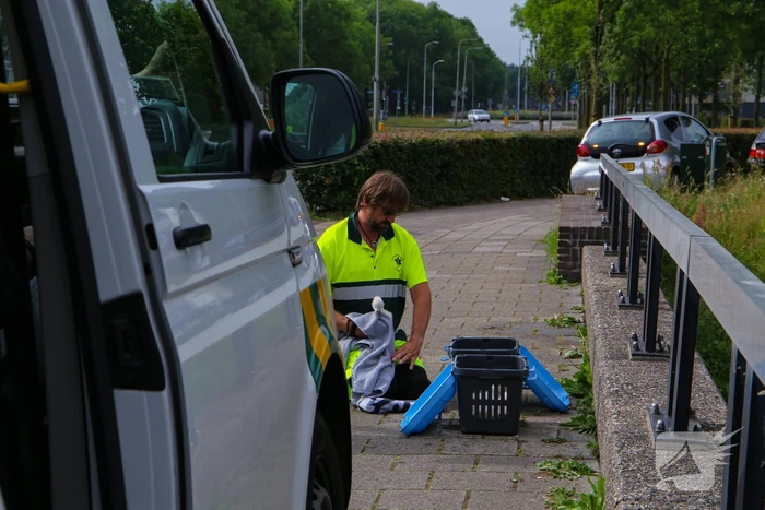 Brandweer haalt zwaantjes uit kanaal