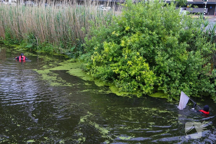 Brandweer haalt zwaantjes uit kanaal
