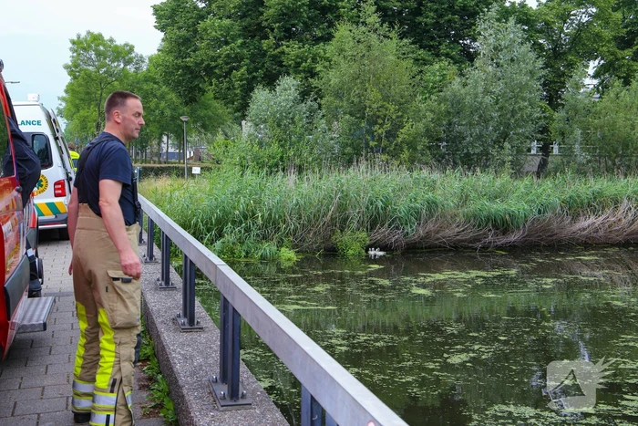 Brandweer haalt zwaantjes uit kanaal