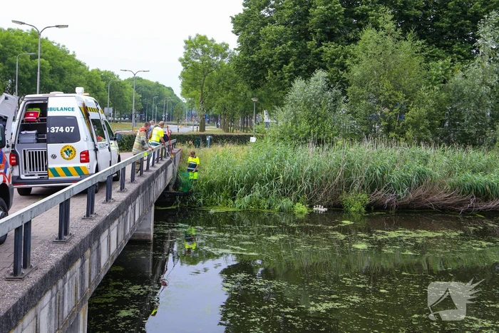 Brandweer haalt zwaantjes uit kanaal