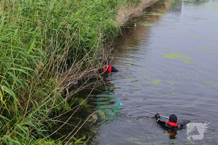 Brandweer haalt zwaantjes uit kanaal