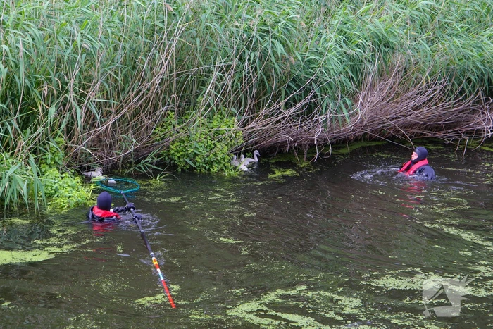 Brandweer haalt zwaantjes uit kanaal