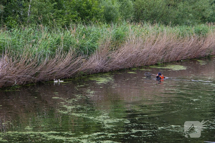 Brandweer haalt zwaantjes uit kanaal