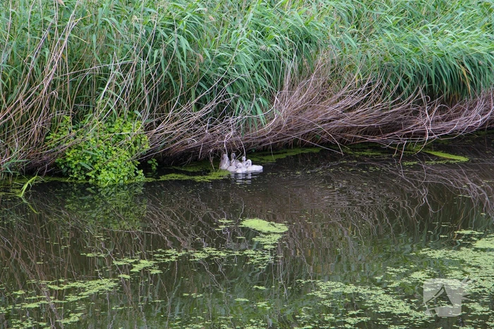 Brandweer haalt zwaantjes uit kanaal