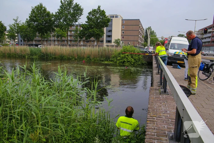 Brandweer haalt zwaantjes uit kanaal