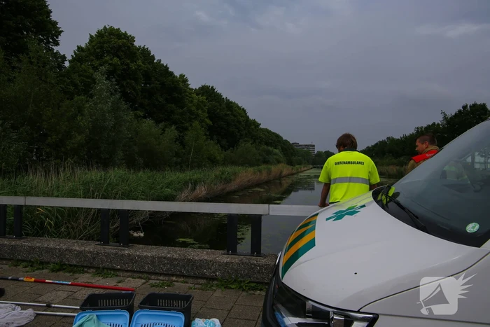 Brandweer haalt zwaantjes uit kanaal