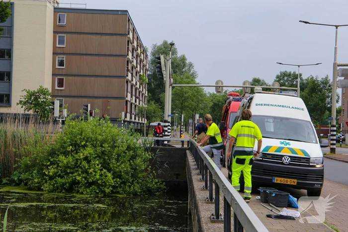 Brandweer haalt zwaantjes uit kanaal