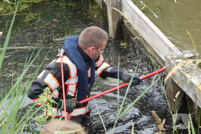 Brandweer helpt moeder zwaan met jongen