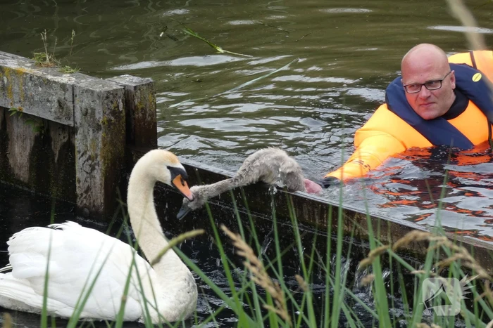 Brandweer helpt moeder zwaan met jongen