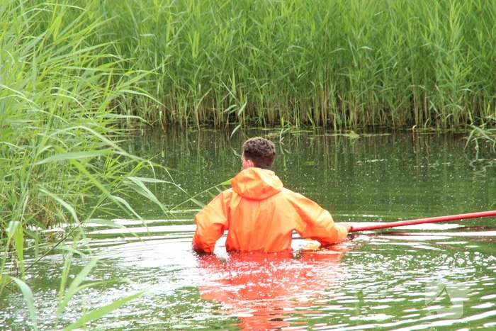 Reddingsactie brandweer voor baby-eendjes