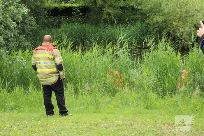 Reddingsactie brandweer voor baby-eendjes
