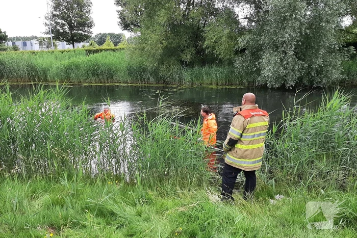 Reddingsactie brandweer voor baby-eendjes