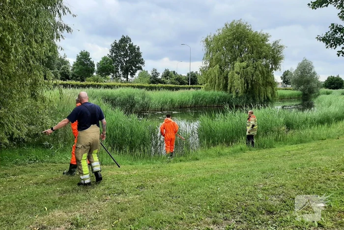 Reddingsactie brandweer voor baby-eendjes