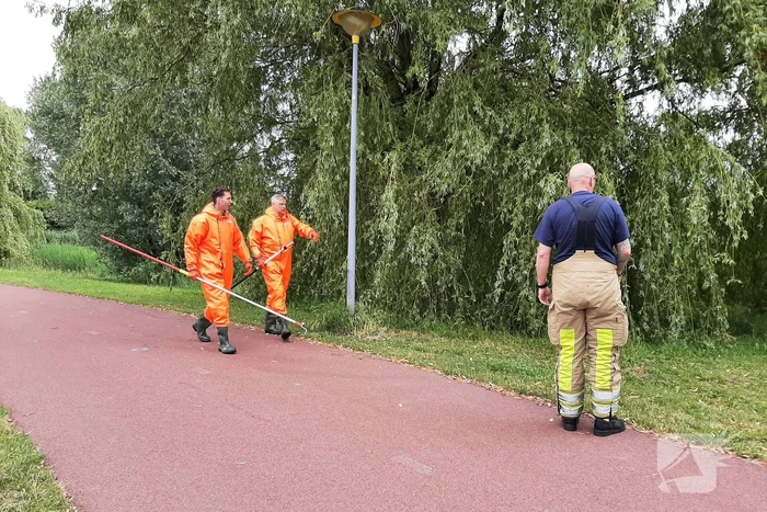 Reddingsactie brandweer voor baby-eendjes