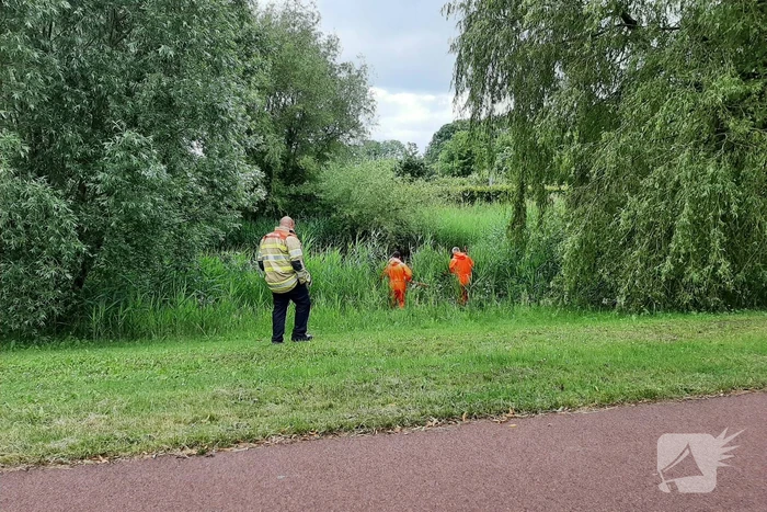 Reddingsactie brandweer voor baby-eendjes