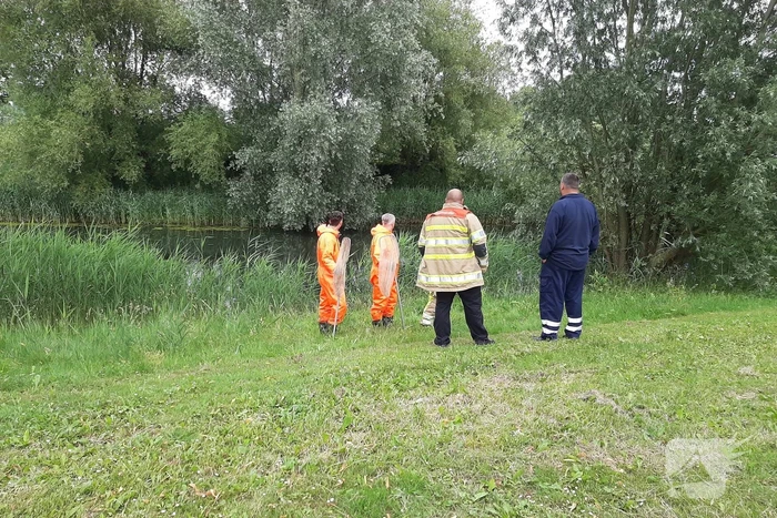Reddingsactie brandweer voor baby-eendjes