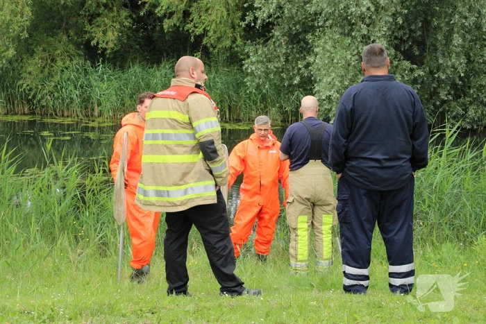 Reddingsactie brandweer voor baby-eendjes
