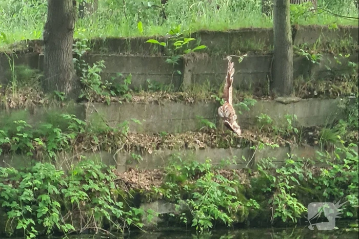 Brandweer bevrijdt vastzittende uil uit benarde positie