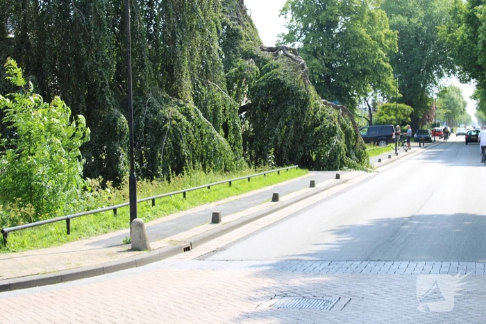 Grote tak treurwilg afgebroken