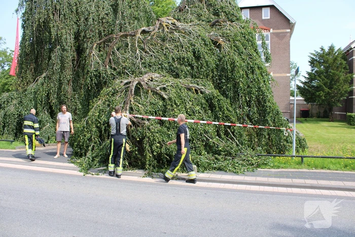 Grote tak treurwilg afgebroken