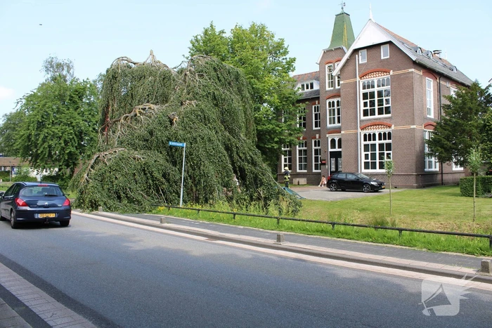 Grote tak treurwilg afgebroken