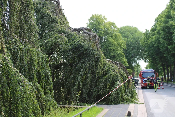 Grote tak treurwilg afgebroken