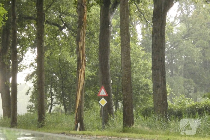 Bliksem ingeslagen in boom