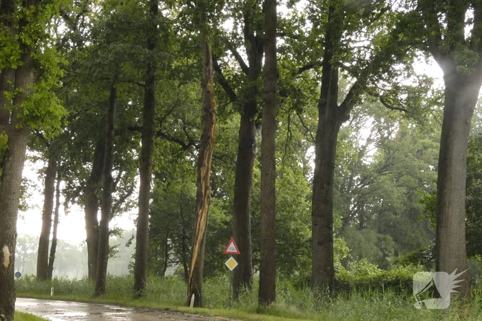 Bliksem ingeslagen in boom