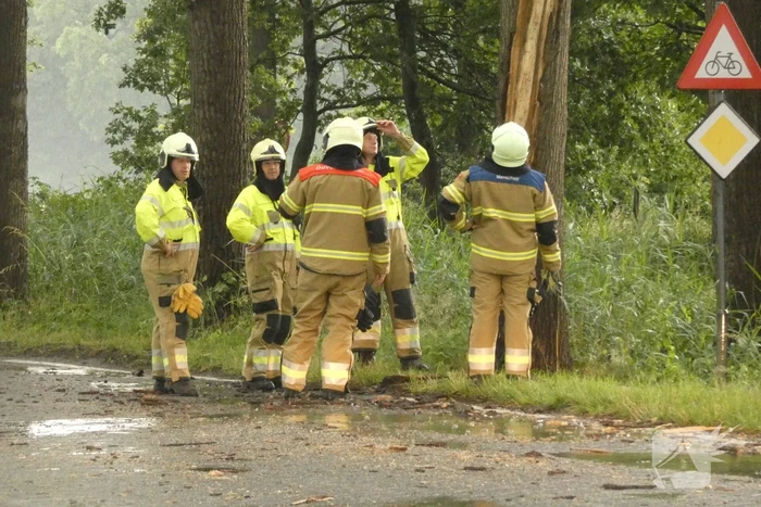 Bliksem ingeslagen in boom