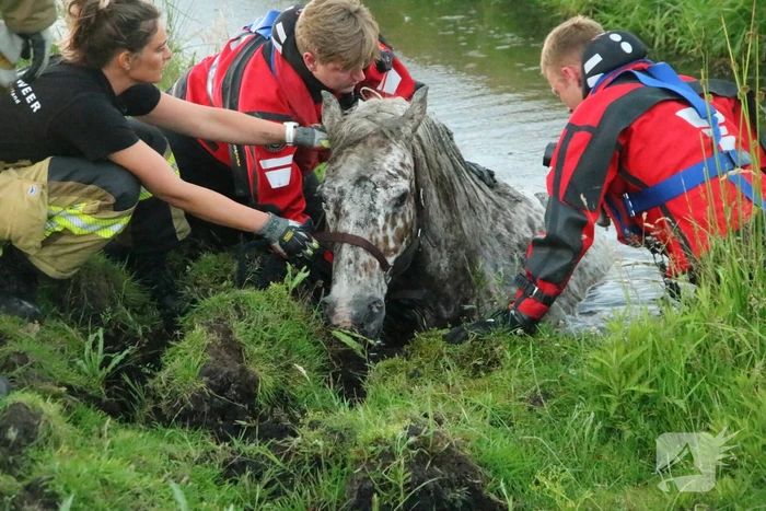 Paard vast in sloot