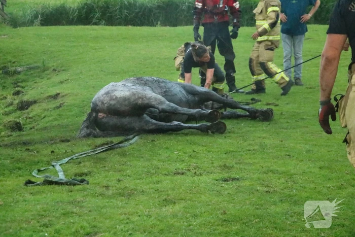 Paard vast in sloot