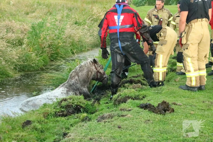Paard vast in sloot