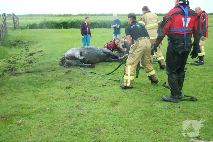 Paard vast in sloot