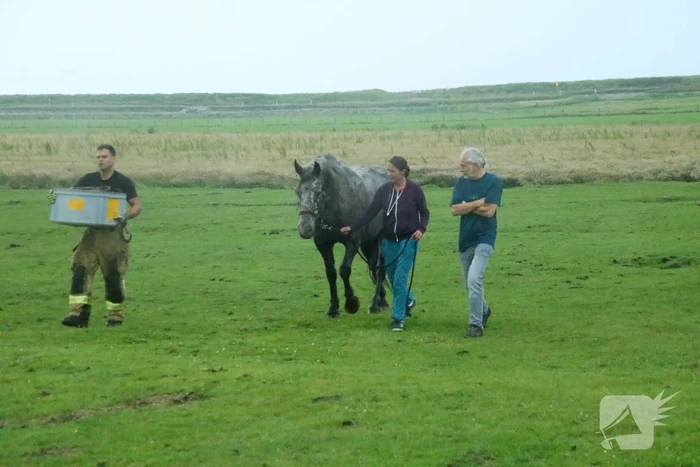 Paard vast in sloot