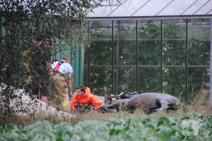 Brandweer haalt paard uit de sloot