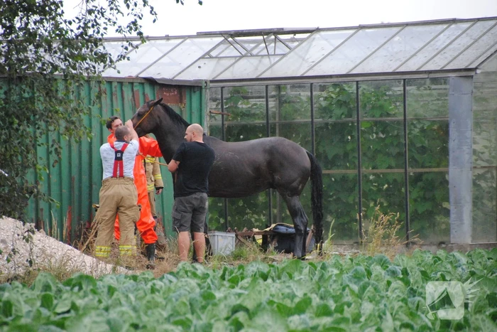 Brandweer haalt paard uit de sloot