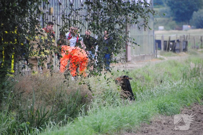 Brandweer haalt paard uit de sloot