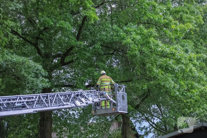Loshangende tak door brandweer verwijderd