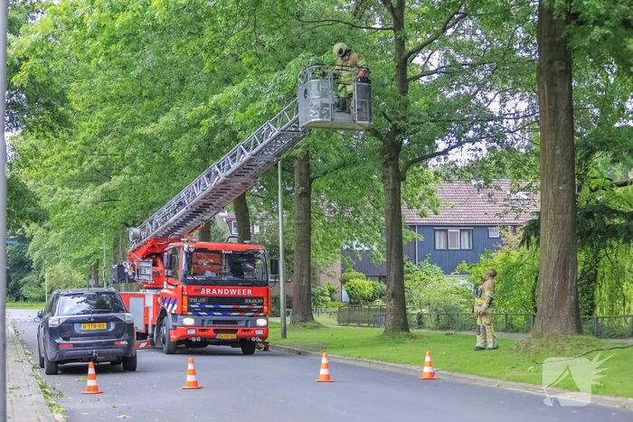 Loshangende tak door brandweer verwijderd
