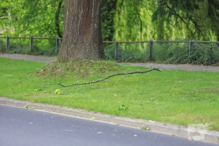 Loshangende tak door brandweer verwijderd