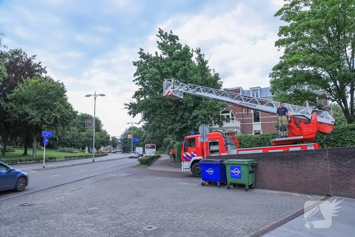 Valkparkiet vliegt boom in