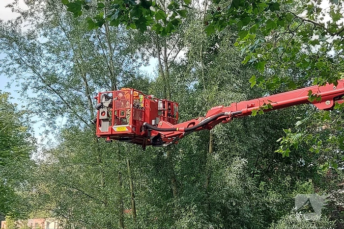 Vogel twee dagen vast in boom