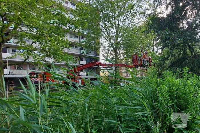 Vogel twee dagen vast in boom