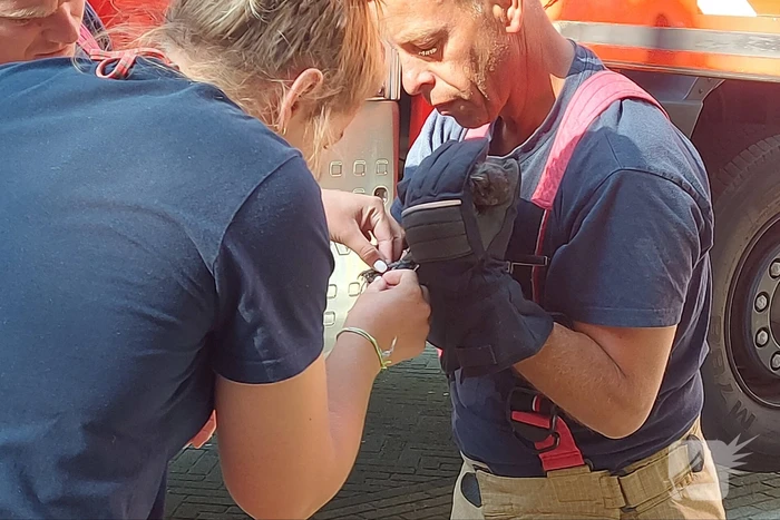 Vogel twee dagen vast in boom