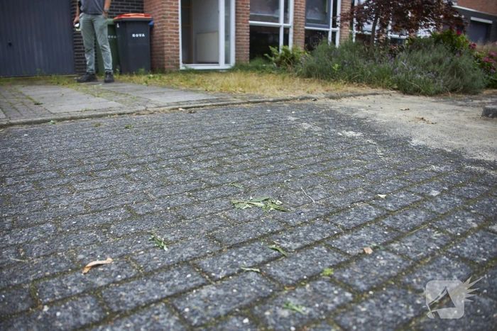 Hennepkwekerij met 50 planten aangetroffen in Kattenbroek