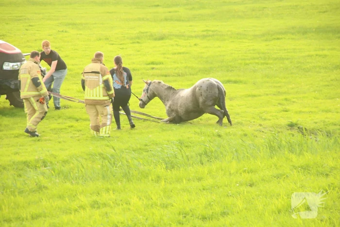 Brandweer haalt paard uit sloot