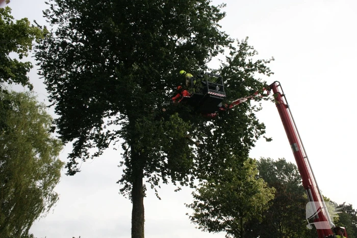Tak valt vanuit boom op personenauto