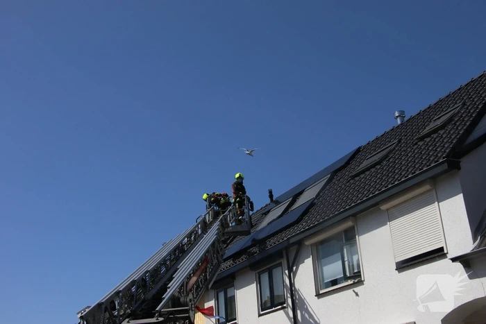 Jonge meeuw vast onder zonnepaneel